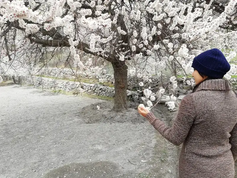 Apricot blossom orchard