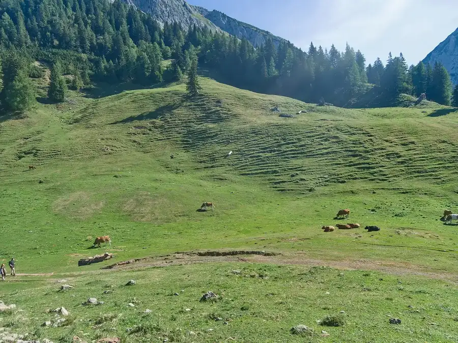 Cows grazing on a pasture